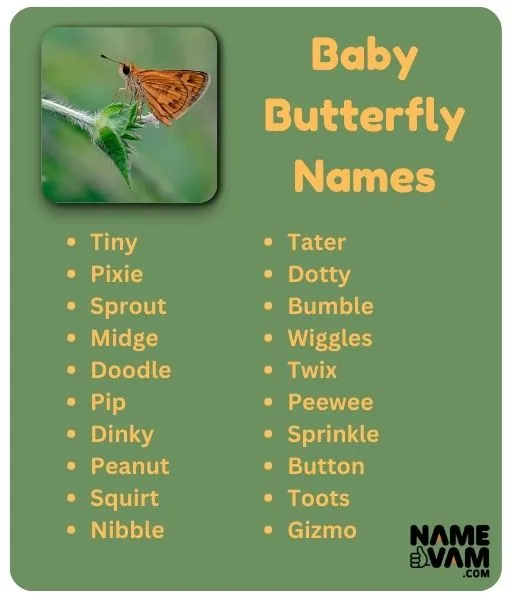 baby butterfly names