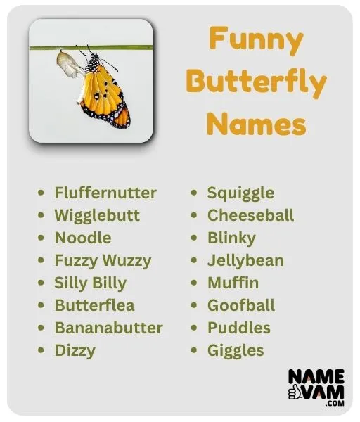 funny butterfly names