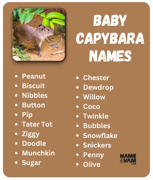 Baby Capybara Names