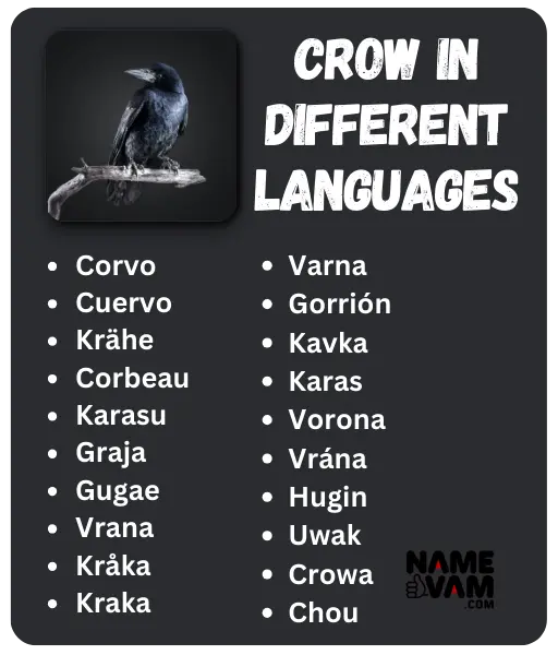 crow in different languages