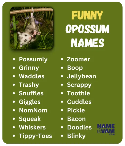 Funny Opossum Names