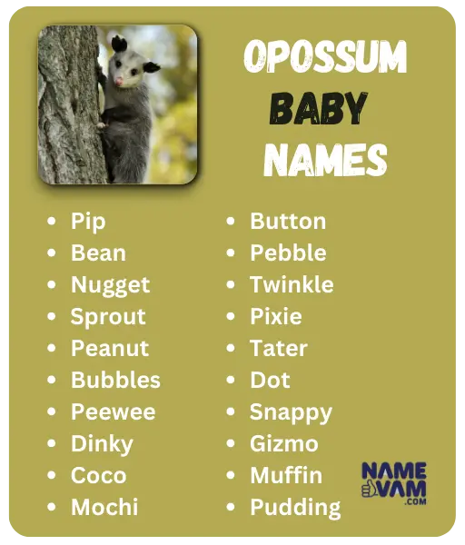 Opossum Baby Names