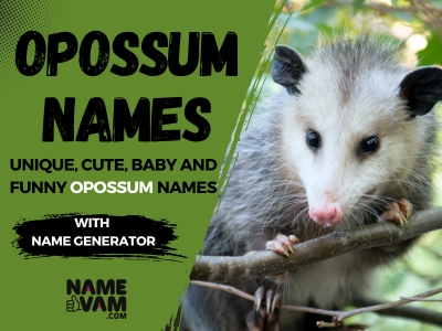 Opossum names