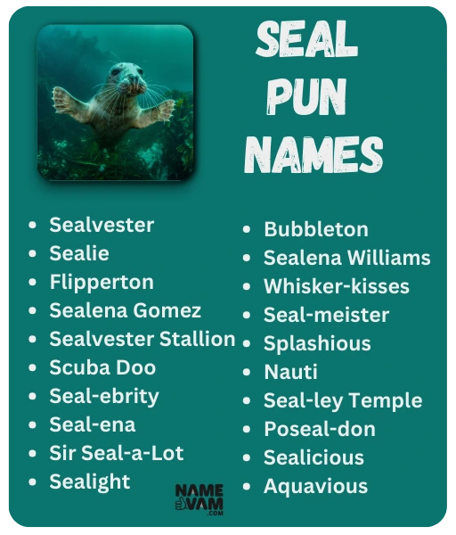 Seal Pun Names