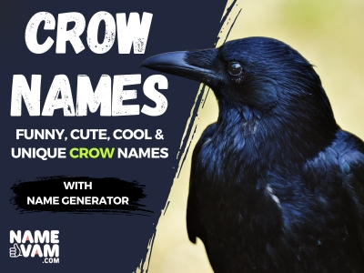 crow Names