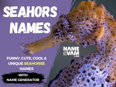 seahorse Names