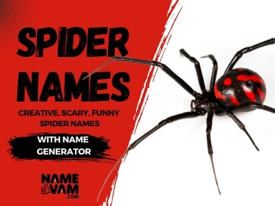 spider names