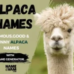 Alpaca Names