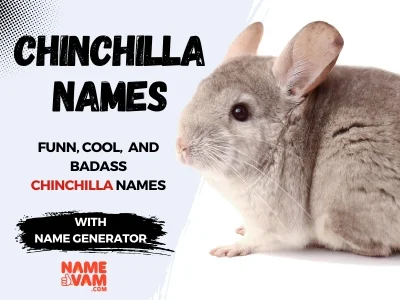 Chinchilla Names