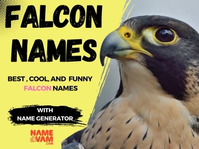 Falcon Names