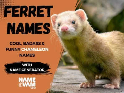 Ferret Names