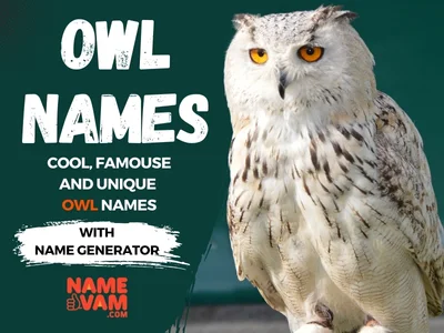 OWL Names