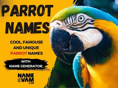 Parrot Names