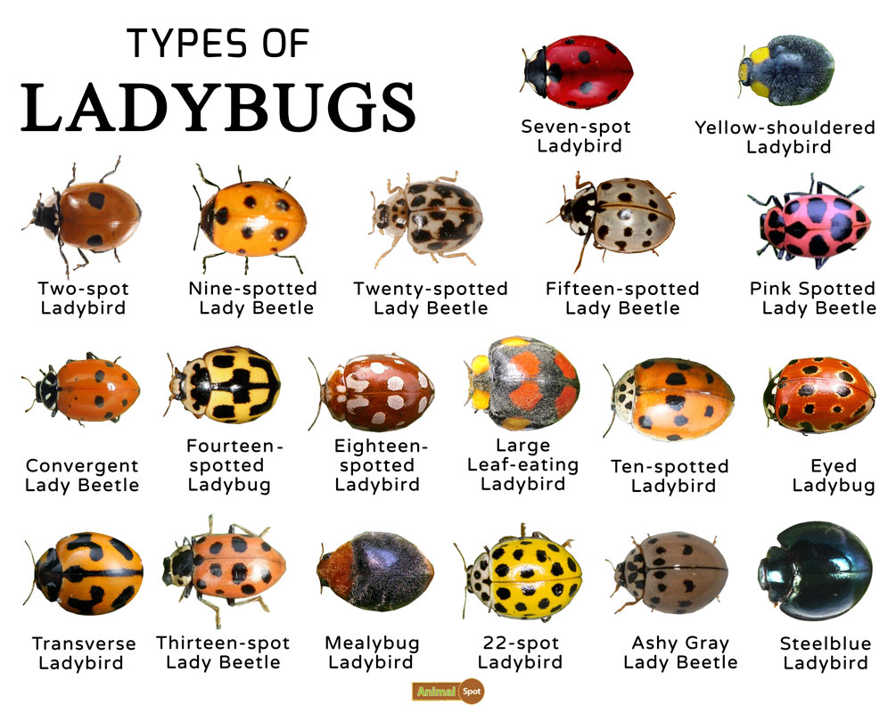 unique ladybug names infographic showing fun facts about ladybugs eating aphids, spots warning predators, and different colors