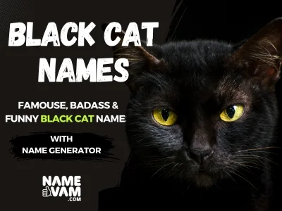 black cat Names