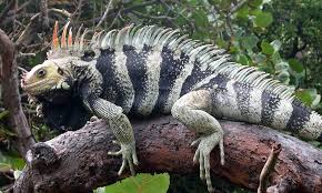 green iguana sitting on tree branch in forest