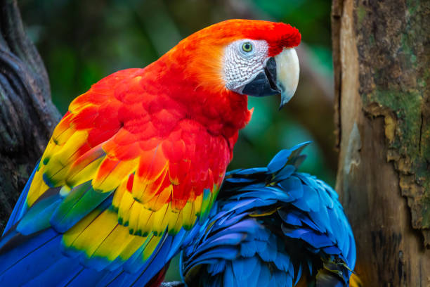 Beautiful parrot images for pet lovers